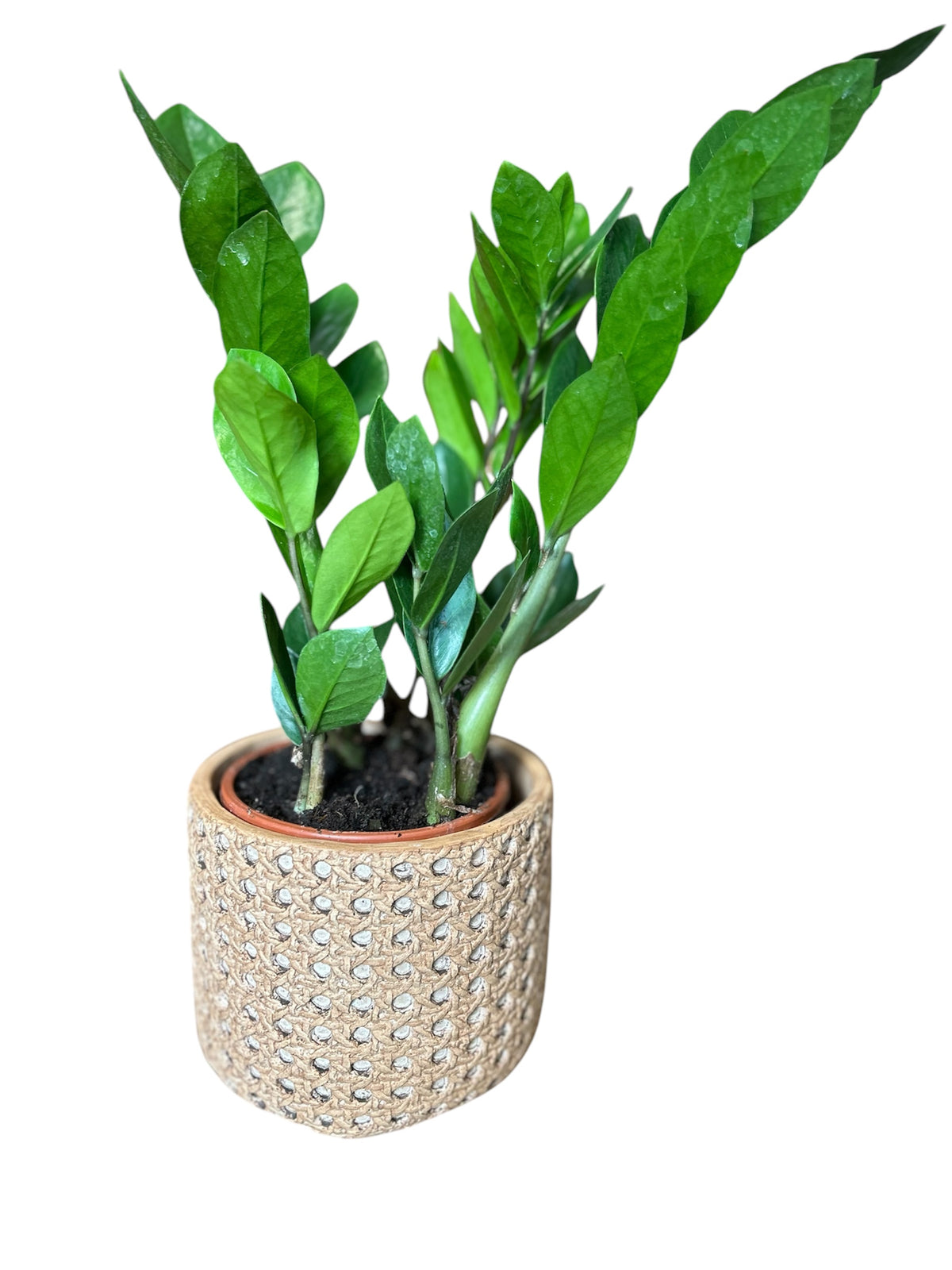 Zamioculcas Zamiifolia + flowerpot image 0