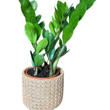 saksija+zamioculcas