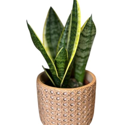 sanseveria+saksija